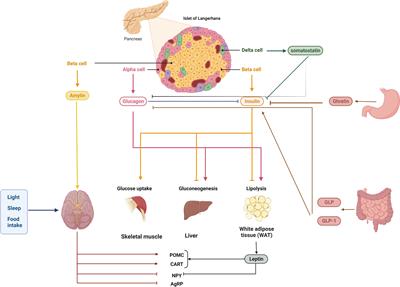 The circadian rhythm: an influential soundtrack in the diabetes story